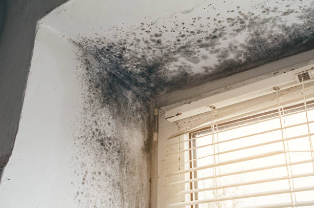 Affordable Mold Remediation solutions in Roxbury Crossing, MA